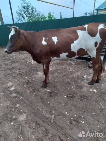 Телки стельные