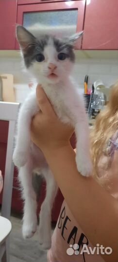 Котенок мальчик вдобрые руки