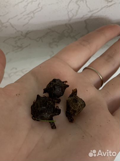 Клубни Алоказия Регал Шилдс, Серебряный дракон