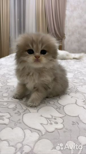 Британские котята