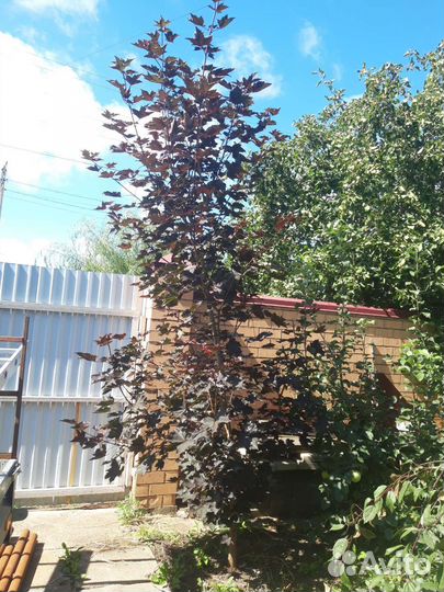 Клен Кримсон Кинг