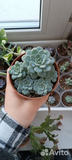 Суккуленты