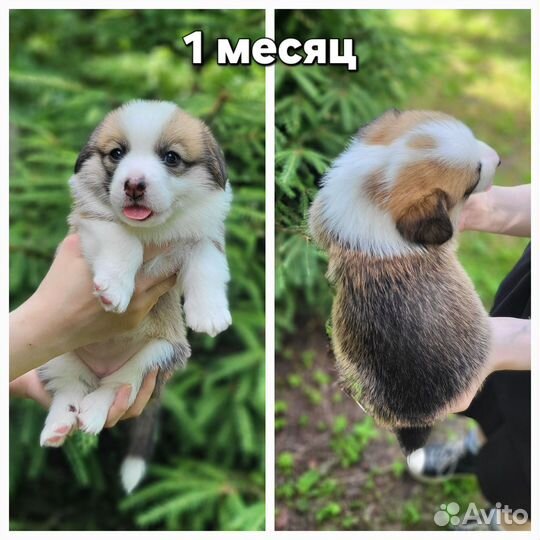 Щенки Вельш-корги пемброк