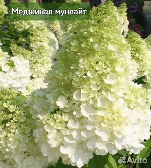 Гортензия метельчатая