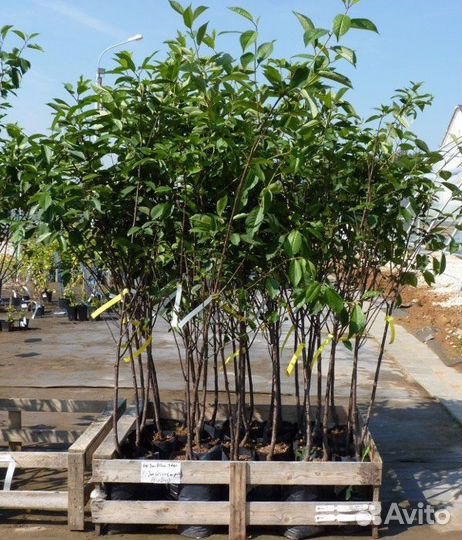 Вишня шоколадница