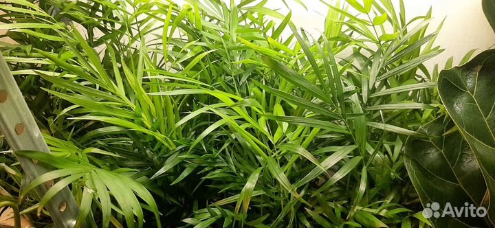 Пальма Хамедорея 45см