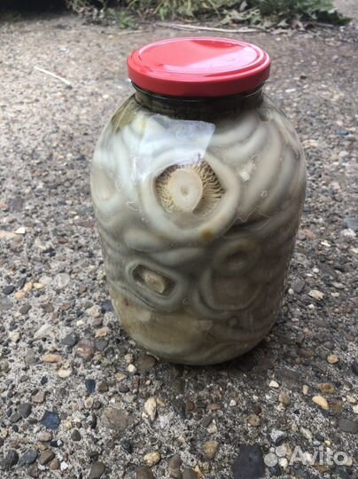 Продам готовые грибы, свежие