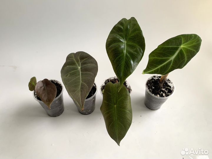 Алоказии (медная, полли, вельвет)
