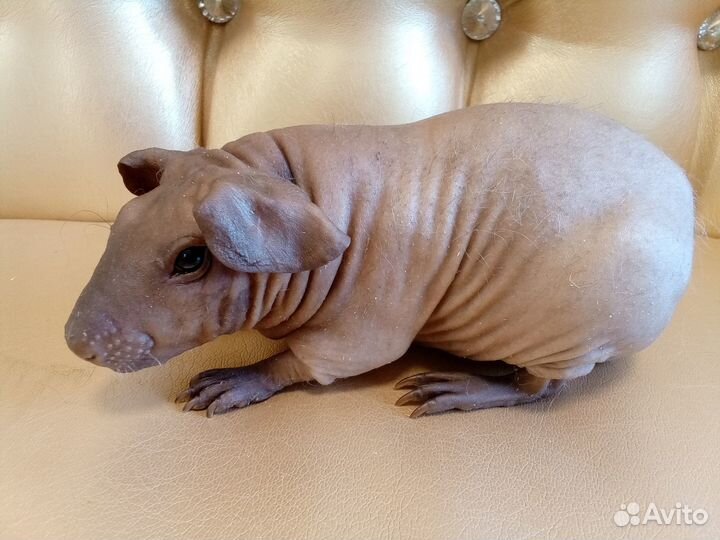 Морская свинка болдуин с бесплатной доставкой