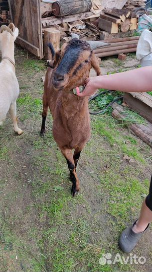 Продам коз