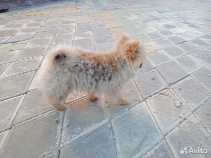 Померанский шпиц мини