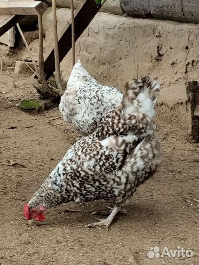 Инкубационное яйцо