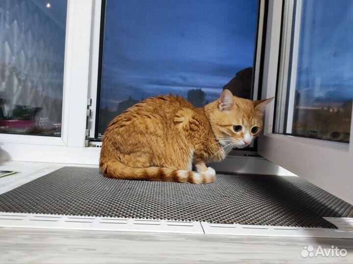 Котик