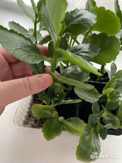 Каланхое