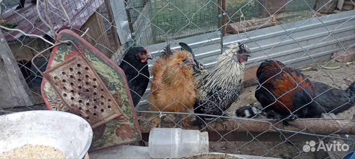 Молодые петухи