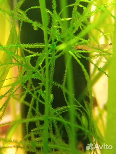 Яванский мох