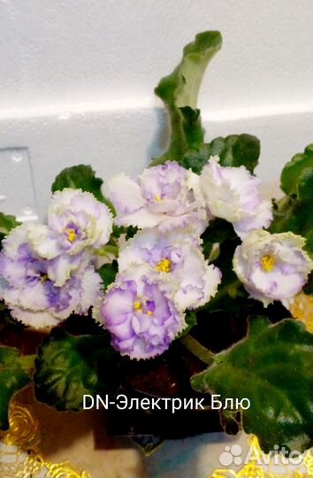 Фиалки, глоксинии и не только