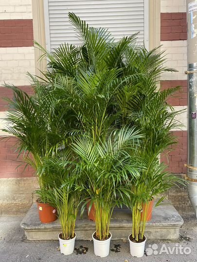 Пальма домашняя арека