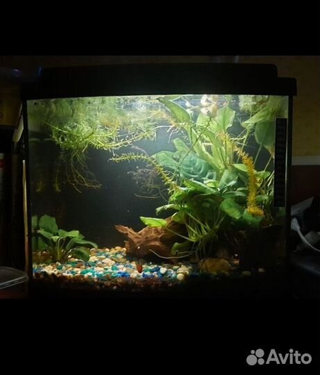 Аквариум с рыбками