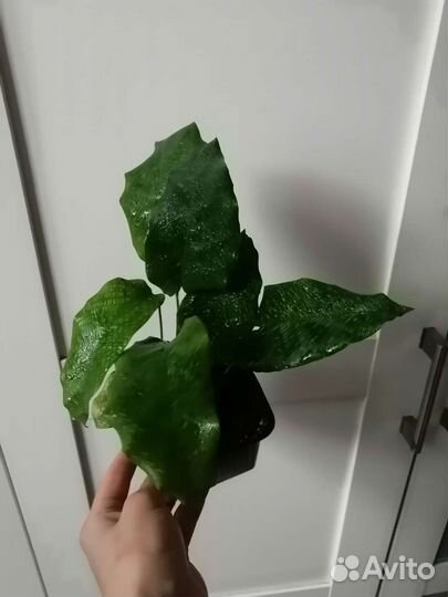 Комнатные растения Калатея Нетворк Мозаичная