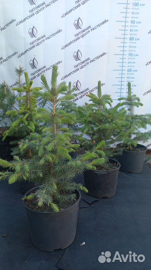 Ель голубая мисти блю