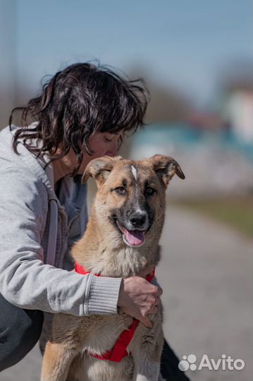 Метисы хаски 11 месяцев в дар в добрые руки