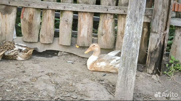 Утки башкиры