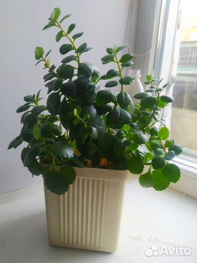 Продам цветы комнатные