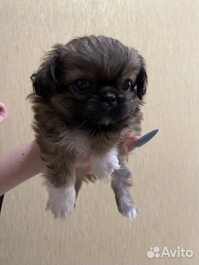 Щенки пекинеса