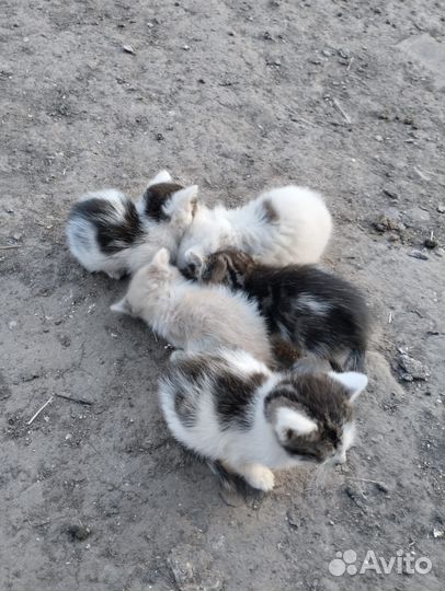 Котята в добрые руки