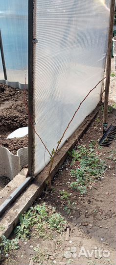 Ростки абрикоса