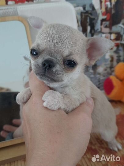 Крошка на ладошке