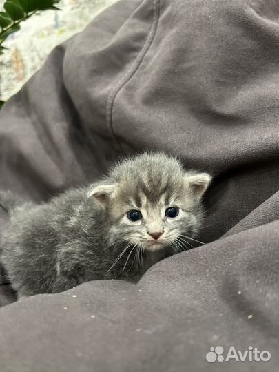 Отдам в добрые руки котят