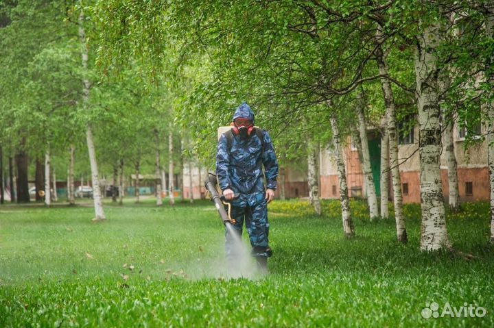 Уничтожение клопов тараканов лечение растений