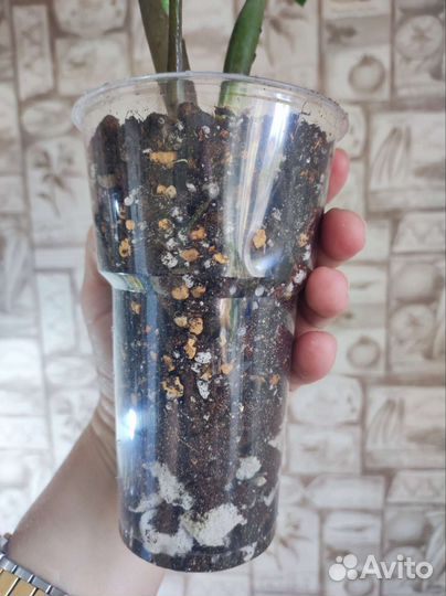 Замиокулькас