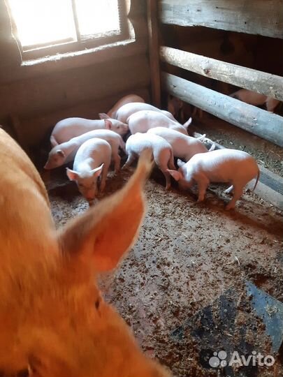 Продам поросят