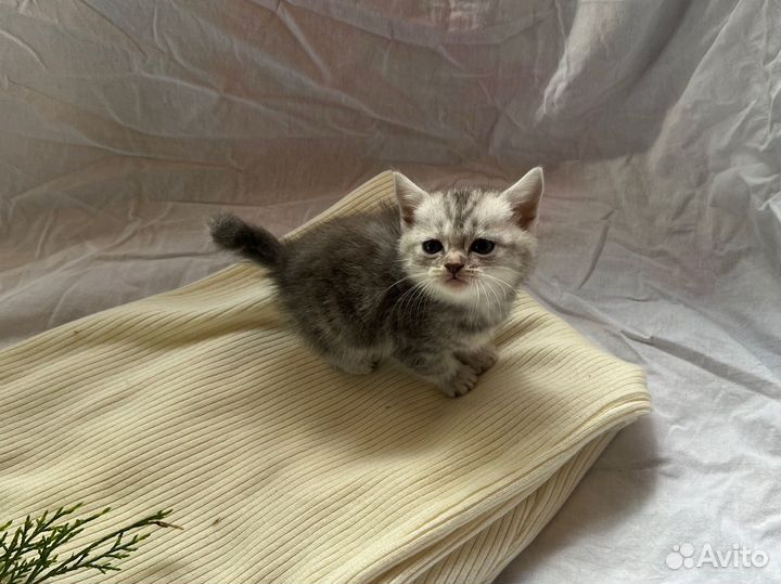 Британский котенок девочка