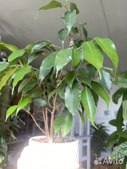 Фикус разные