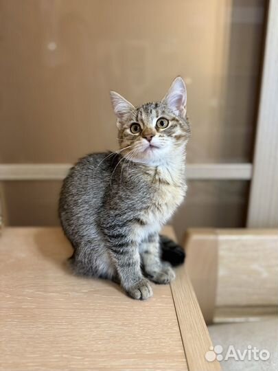 Кошечка 3,5 месяца