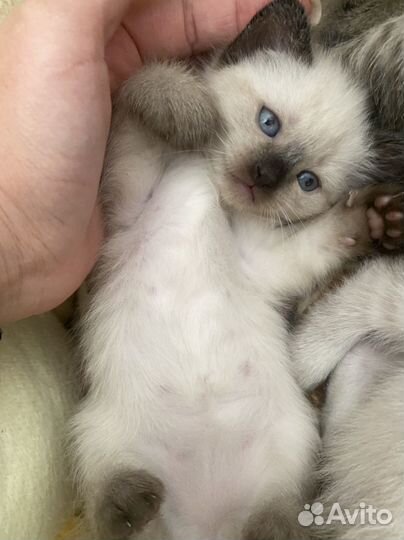 Отдам в добрые руки