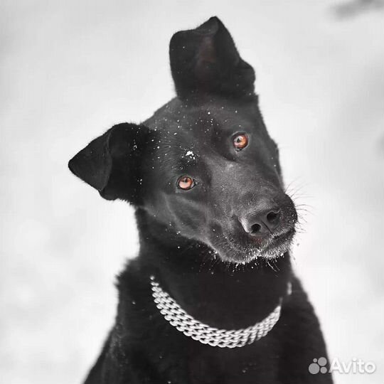 Собака метис