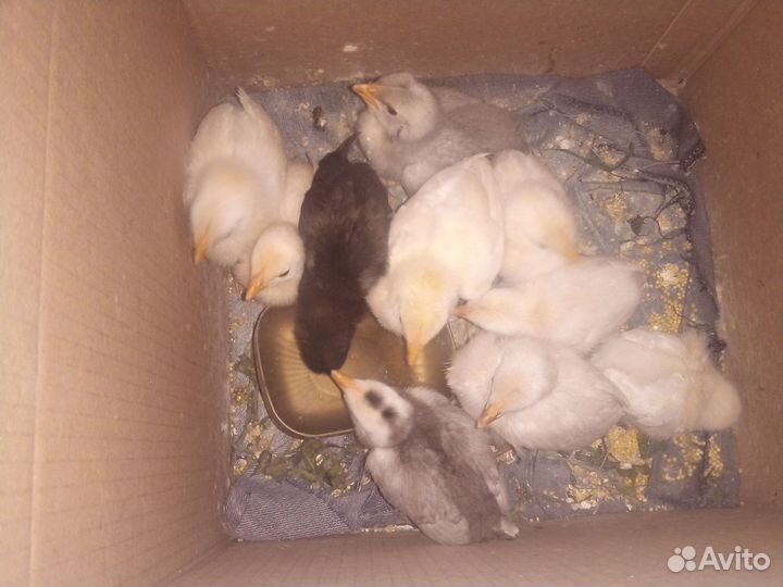Цыплята
