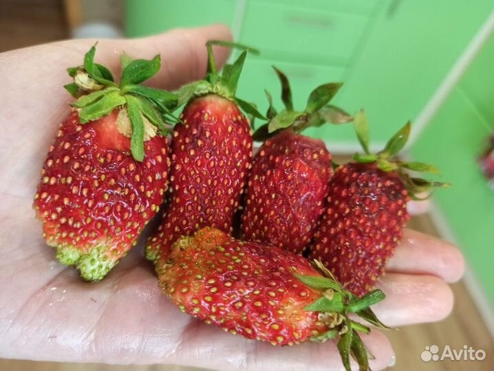 Рассада клубники Фрау Мице Шиндлер Купчиха и др