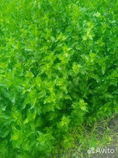 Мята кучерявая,мята перечная,мелисса карамельная