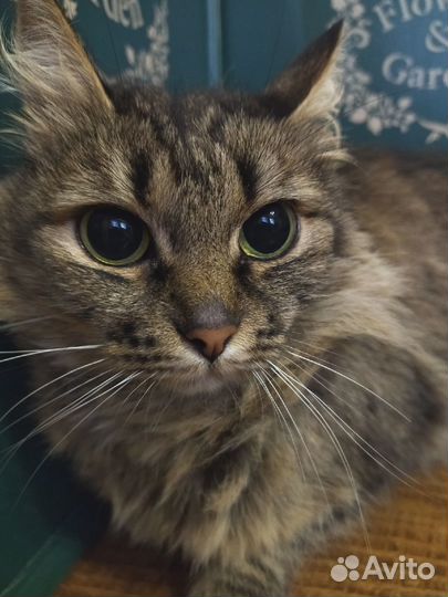 Зеленоглазое чудо ищет дом