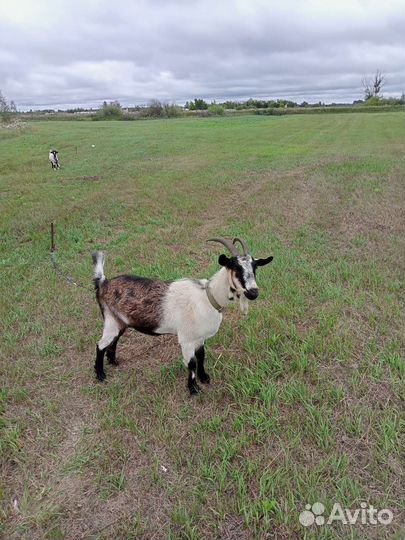 Альпийские козы