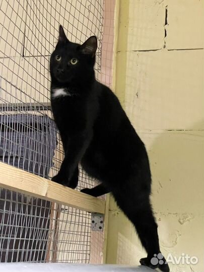 Котик Барсик