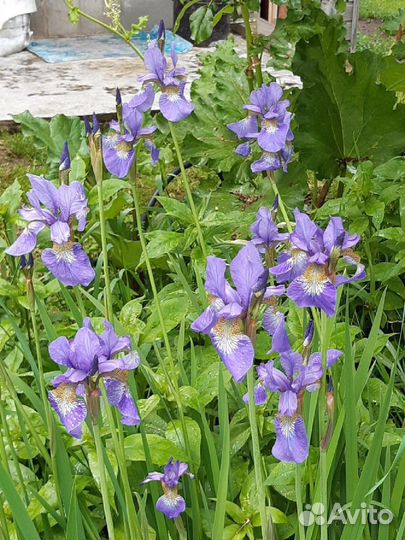 Ирисы, корневище