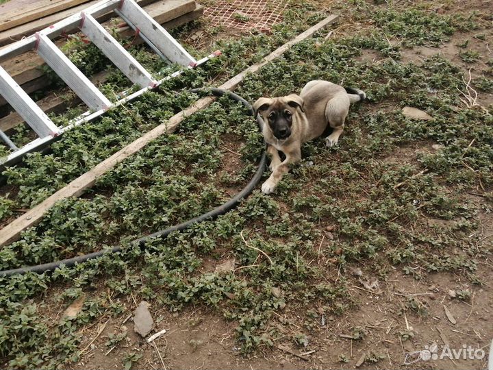 Щенок девочка