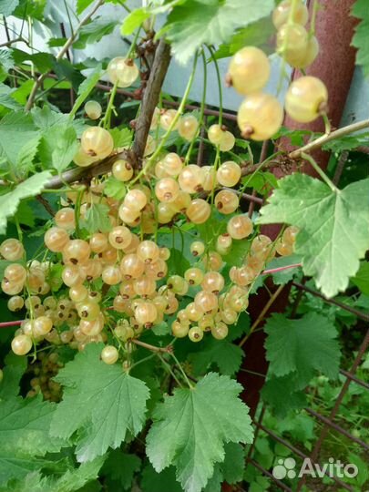 Саженцы черной,белой,красной смородины